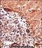 Praja Ring Finger Ubiquitin Ligase 1 antibody, PA5-71916, Invitrogen Antibodies, Immunohistochemistry frozen image 
