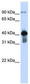 Upstream stimulatory factor 2 antibody, TA344463, Origene, Western Blot image 