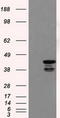 Death Associated Protein Kinase 2 antibody, TA501086S, Origene, Western Blot image 
