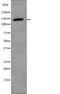 Structural Maintenance Of Chromosomes 3 antibody, abx218671, Abbexa, Western Blot image 