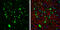Potassium Voltage-Gated Channel Subfamily J Member 6 antibody, GTX134049, GeneTex, Immunohistochemistry frozen image 