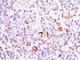 BCL2 Like 1 antibody, V2836SAF-100UG, NSJ Bioreagents, Flow Cytometry image 