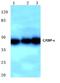 CCAAT Enhancer Binding Protein Epsilon antibody, AP06738PU-N, Origene, Western Blot image 