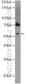 CUGBP Elav-Like Family Member 3 antibody, 25353-1-AP, Proteintech Group, Western Blot image 