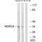 NDRG Family Member 4 antibody, A04972, Boster Biological Technology, Western Blot image 