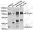 Solute Carrier Family 34 Member 1 antibody, A6742, ABclonal Technology, Western Blot image 