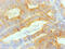 Trefoil Factor 3 antibody, MBS1495872, MyBioSource, Immunohistochemistry frozen image 