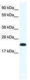 Cbp/P300 Interacting Transactivator With Glu/Asp Rich Carboxy-Terminal Domain 4 antibody, TA342332, Origene, Western Blot image 
