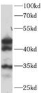 Sex Hormone Binding Globulin antibody, FNab10201, FineTest, Western Blot image 