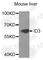 DNA-binding protein inhibitor ID-3 antibody, A5375, ABclonal Technology, Western Blot image 