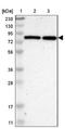 Host cell factor 2 antibody, NBP1-92004, Novus Biologicals, Western Blot image 