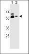 Svct1 antibody, LS-C161169, Lifespan Biosciences, Western Blot image 