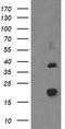 Malignant T cell-amplified sequence 1 antibody, TA502506S, Origene, Western Blot image 