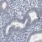 RNA Binding Motif Protein 47 antibody, HPA006347, Atlas Antibodies, Immunohistochemistry frozen image 