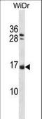 Nescient Helix-Loop-Helix 1 antibody, LS-C164869, Lifespan Biosciences, Western Blot image 