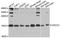 Ubiquinol-Cytochrome C Reductase Complex Assembly Factor 2 antibody, A10335, Boster Biological Technology, Western Blot image 
