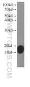 Cytochrome C Oxidase Subunit 4I1 antibody, 60251-1-Ig, Proteintech Group, Western Blot image 