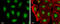 Recombination Activating 2 antibody, GTX109710, GeneTex, Immunocytochemistry image 