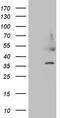 Heparin Binding Growth Factor antibody, TA808926S, Origene, Western Blot image 