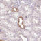 HCLS1 Associated Protein X-1 antibody, HPA055141, Atlas Antibodies, Immunohistochemistry frozen image 