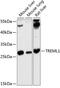 Triggering Receptor Expressed On Myeloid Cells Like 1 antibody, GTX65612, GeneTex, Western Blot image 
