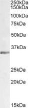 Lactate Dehydrogenase C antibody, LS-C55057, Lifespan Biosciences, Western Blot image 