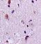 Forkhead Box C1 antibody, orb100554, Biorbyt, Immunohistochemistry paraffin image 