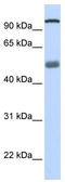 DEAH-Box Helicase 32 (Putative) antibody, TA341605, Origene, Western Blot image 