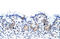 Regulator of nonsense transcripts 3B antibody, 29-462, ProSci, Immunohistochemistry frozen image 