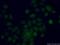 EYA Transcriptional Coactivator And Phosphatase 2 antibody, 11314-1-AP, Proteintech Group, Immunofluorescence image 