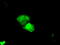 Ketohexokinase antibody, TA501282, Origene, Immunofluorescence image 