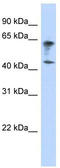 VSIG3 antibody, TA336080, Origene, Western Blot image 