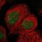 Actin-like protein 7A antibody, PA5-54473, Invitrogen Antibodies, Immunofluorescence image 