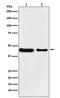 Melanocortin 4 Receptor antibody, M00619, Boster Biological Technology, Western Blot image 
