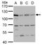 DNA replication licensing factor MCM6 antibody, GTX129218, GeneTex, Western Blot image 