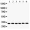 Caspase 3 antibody, LS-C313000, Lifespan Biosciences, Western Blot image 