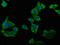 Phospholipase A2 Group IVB antibody, CSB-PA018098LA01HU, Cusabio, Immunofluorescence image 