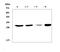 Apolipoprotein B MRNA Editing Enzyme Catalytic Subunit 3A antibody, A01183-1, Boster Biological Technology, Western Blot image 
