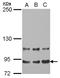 Mediator Complex Subunit 16 antibody, NBP2-17255, Novus Biologicals, Western Blot image 