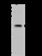 SMN1 antibody, 203960-T40, Sino Biological, Western Blot image 