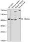 F-Box Protein 4 antibody, 24-002, ProSci, Western Blot image 