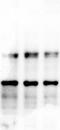 Basic Helix-Loop-Helix Family Member E41 antibody, NBP1-19613, Novus Biologicals, Western Blot image 
