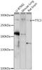 Tetratricopeptide Repeat Domain 3 antibody, 16-207, ProSci, Western Blot image 