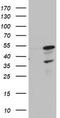HR1 antibody, LS-C789713, Lifespan Biosciences, Western Blot image 