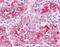 Prostaglandin E Synthase antibody, NB110-39057, Novus Biologicals, Immunohistochemistry frozen image 