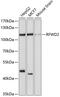 E3 ubiquitin-protein ligase RFWD2 antibody, 13-667, ProSci, Western Blot image 