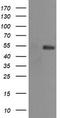 Protein Mdm4 antibody, TA505712, Origene, Western Blot image 