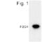 F-Box Protein 17 antibody, PA1-4349, Invitrogen Antibodies, Western Blot image 