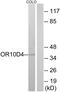 Putative olfactory receptor 10D4 antibody, PA5-38194, Invitrogen Antibodies, Western Blot image 