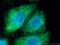 BH3 Interacting Domain Death Agonist antibody, 60301-1-Ig, Proteintech Group, Immunofluorescence image 